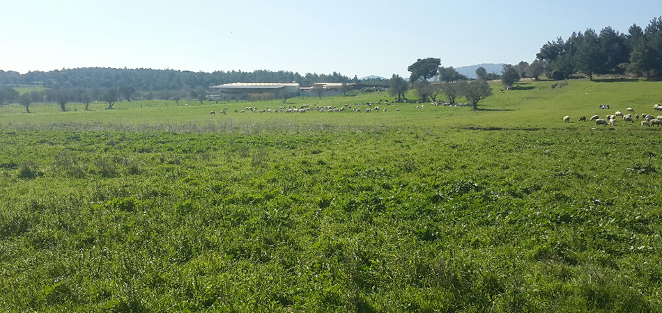 URLA